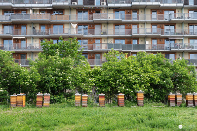 <p><a href="https://galleries.seirer-photography.com">seirer-photography</a><br />Urban Beekeeping Initiative Among Residential Development and Green Space</p><p><a href="https://galleries.seirer-photography.com/Events/2024/2024-04-25-Vienna-Design-Week-Preview/i-FM7tCBJ" title="Urban Beekeeping Initiative Among Residential Development and Green Space"><img src="https://galleries.seirer-photography.com/Events/2024/2024-04-25-Vienna-Design-Week-Preview/i-FM7tCBJ/0/ML7KxBcKjB7fxXXsH8QQmPgSCpNSQPR9hT3LFTqFR/Th/20240425_111308_vdw_preview_by_michael_seirer_3515-Th.jpg" width="150" height="150" alt="Urban Beekeeping Initiative Among Residential Development and Green Space" title="Urban Beekeeping Initiative Among Residential Development and Green Space" style="border: 1px solid #000000;" /></a></p>