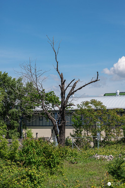 <p><a href="https://galleries.seirer-photography.com">seirer-photography</a><br />Dead Tree Among Green Vegetation at Construction Site Development Project</p><p><a href="https://galleries.seirer-photography.com/Events/2024/2024-04-25-Vienna-Design-Week-Preview/i-rv4ZtwQ" title="Dead Tree Among Green Vegetation at Construction Site Development Project"><img src="https://galleries.seirer-photography.com/Events/2024/2024-04-25-Vienna-Design-Week-Preview/i-rv4ZtwQ/0/M3LHn9JWLb8wpcgjRL6BQbTDpQ8wn3FHgFwx4SNQP/Th/20240425_113903_vdw_preview_by_michael_seirer_3782-Th.jpg" width="150" height="150" alt="Dead Tree Among Green Vegetation at Construction Site Development Project" title="Dead Tree Among Green Vegetation at Construction Site Development Project" style="border: 1px solid #000000;" /></a></p>