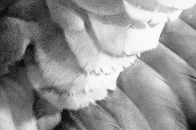 <p><a href="https://galleries.seirer-photography.com">seirer-photography</a><br />Blurred Black and White Abstract Organic Forms in Monochromatic Texture</p><p><a href="https://galleries.seirer-photography.com/Events/2024/2024-11-05-Robert-Longo-At-Albertina/i-SVkWTk7" title="Blurred Black and White Abstract Organic Forms in Monochromatic Texture"><img src="https://galleries.seirer-photography.com/Events/2024/2024-11-05-Robert-Longo-At-Albertina/i-SVkWTk7/0/KstkS7xZh73CdRRHFtGP8D2R75X8xXbLBMNCHztjK/Th/20241105_191544_albertina_robert_longo_8760-Th.jpg" width="150" height="150" alt="Blurred Black and White Abstract Organic Forms in Monochromatic Texture" title="Blurred Black and White Abstract Organic Forms in Monochromatic Texture" style="border: 1px solid #000000;" /></a></p>