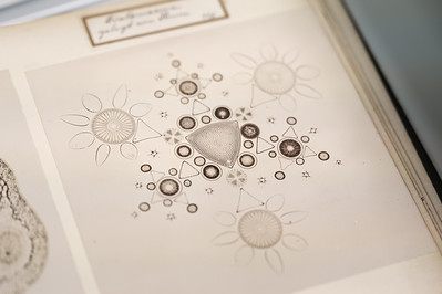 <p><a href="https://galleries.seirer-photography.com">seirer-photography</a><br />Vintage Scientific Illustration of Microscopic Organisms and Geometric Patterns</p><p><a href="https://galleries.seirer-photography.com/Events/2025/2025-01-15-NHM-x-Foto-Arsenal-Wien/i-nXdrfw8" title="Vintage Scientific Illustration of Microscopic Organisms and Geometric Patterns"><img src="https://galleries.seirer-photography.com/Events/2025/2025-01-15-NHM-x-Foto-Arsenal-Wien/i-nXdrfw8/0/MfkkSVq7tHg7VnGm9rXrjp4f7Z8k6qjsXFQWrwXK4/Th/20250115_170352_nhm_x_foto_arsenal_7131-Th.jpg" width="150" height="150" alt="Vintage Scientific Illustration of Microscopic Organisms and Geometric Patterns" title="Vintage Scientific Illustration of Microscopic Organisms and Geometric Patterns" style="border: 1px solid #000000;" /></a></p>