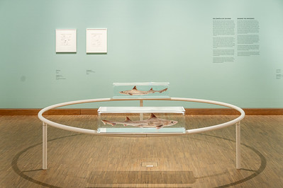 <p><a href="https://galleries.seirer-photography.com">seirer-photography</a><br />Museum Installation Displaying Sharks in Minimalist Glass and Metal Display Case</p><p><a href="https://galleries.seirer-photography.com/Events/2025/2025-05-19-Damien-Hirst-Drawings-Albertina-Modern/i-3C7TkXn" title="Museum Installation Displaying Sharks in Minimalist Glass and Metal Display Case"><img src="https://galleries.seirer-photography.com/Events/2025/2025-05-19-Damien-Hirst-Drawings-Albertina-Modern/i-3C7TkXn/0/NPZKJt3mJ3sv6Q9hhRQM4jRZhPLBj9CmhV4mfj4Dt/Th/20250519_190415_albertina_hirst_8659-Th.jpg" width="150" height="150" alt="Museum Installation Displaying Sharks in Minimalist Glass and Metal Display Case" title="Museum Installation Displaying Sharks in Minimalist Glass and Metal Display Case" style="border: 1px solid #000000;" /></a></p>