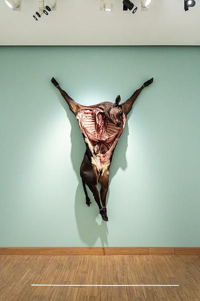 <p><a href="https://galleries.seirer-photography.com">seirer-photography</a><br />Anatomical Sculpture of Skinned Animal Body Suspended on Mint Green Wall</p><p><a href="https://galleries.seirer-photography.com/Events/2025/2025-05-19-Damien-Hirst-Drawings-Albertina-Modern/i-5g6KhdT" title="Anatomical Sculpture of Skinned Animal Body Suspended on Mint Green Wall"><img src="https://galleries.seirer-photography.com/Events/2025/2025-05-19-Damien-Hirst-Drawings-Albertina-Modern/i-5g6KhdT/0/NGrtFJqDmK6nbCDcVLZgbGk7RPWBtM5WM8D79dntf/Th/20250519_182836_albertina_hirst_8265-Th.jpg" width="150" height="150" alt="Anatomical Sculpture of Skinned Animal Body Suspended on Mint Green Wall" title="Anatomical Sculpture of Skinned Animal Body Suspended on Mint Green Wall" style="border: 1px solid #000000;" /></a></p>