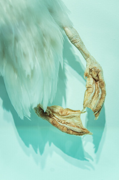 <p><a href="https://galleries.seirer-photography.com">seirer-photography</a><br />Bird Talons Suspended in Blue-Green Abstract Composition</p><p><a href="https://galleries.seirer-photography.com/Events/2025/2025-05-19-Damien-Hirst-Drawings-Albertina-Modern/i-g4R8ZSF" title="Bird Talons Suspended in Blue-Green Abstract Composition"><img src="https://galleries.seirer-photography.com/Events/2025/2025-05-19-Damien-Hirst-Drawings-Albertina-Modern/i-g4R8ZSF/0/Mkz66cMFtFqcGxxdQ8T34sqZgWtKg2CWzHbpwhKTX/Th/20250519_183409_albertina_hirst_8334-Th.jpg" width="150" height="150" alt="Bird Talons Suspended in Blue-Green Abstract Composition" title="Bird Talons Suspended in Blue-Green Abstract Composition" style="border: 1px solid #000000;" /></a></p>