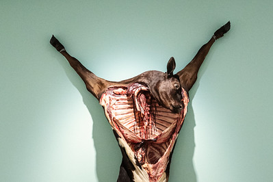 <p><a href="https://galleries.seirer-photography.com">seirer-photography</a><br />Butchered Animal Carcass Suspended Against Mint Green Background</p><p><a href="https://galleries.seirer-photography.com/Events/2025/2025-05-19-Damien-Hirst-Drawings-Albertina-Modern/i-pmM4sBF" title="Butchered Animal Carcass Suspended Against Mint Green Background"><img src="https://galleries.seirer-photography.com/Events/2025/2025-05-19-Damien-Hirst-Drawings-Albertina-Modern/i-pmM4sBF/0/NB3L23HNdRg54LnVMv3sPKHx7hGb9mKVbX7scvwH8/Th/20250519_182836_albertina_hirst_8265-2-Th.jpg" width="150" height="150" alt="Butchered Animal Carcass Suspended Against Mint Green Background" title="Butchered Animal Carcass Suspended Against Mint Green Background" style="border: 1px solid #000000;" /></a></p>
